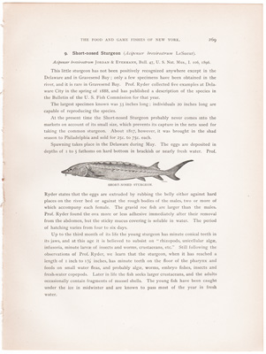 SHORT-NOSED STURGEON